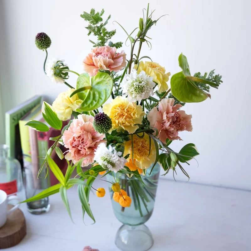 Ánh sáng tự nhiên hoàn hảo cho hoa cẩm chướng ánh sáng tự nhiên