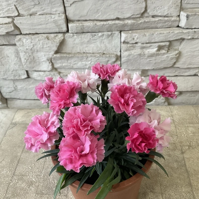 Sáng tạo và tinh tế hoa cẩm chướng nghệ thuật