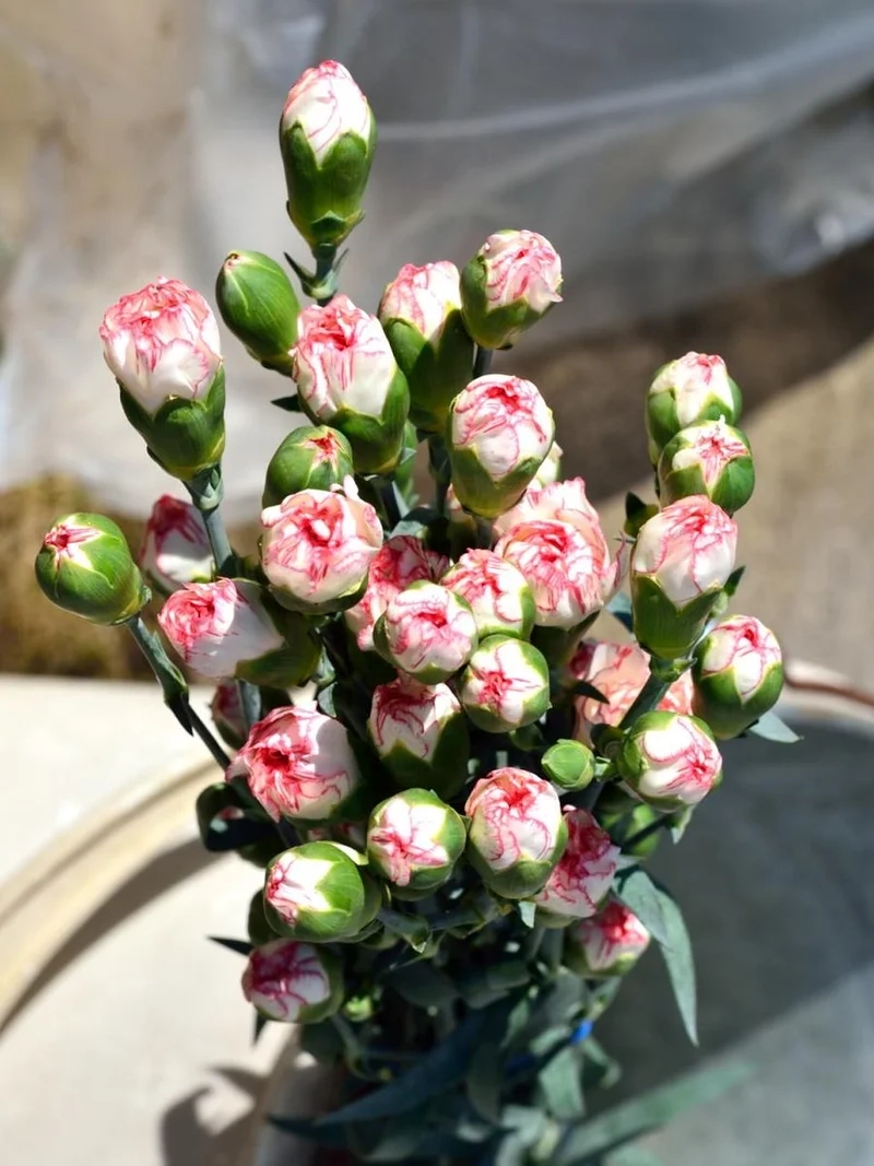 Tươi mới trong nhà với hoa cẩm chướng chụp trong nhà