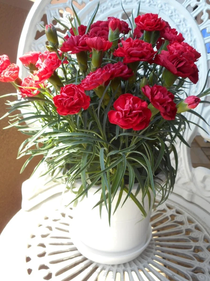 Vẻ đẹp ảnh hoa cẩm chướng