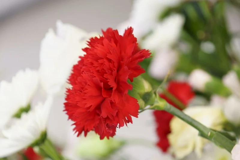 Hiện thực sống động với hoa cẩm chướng ảnh thực tế