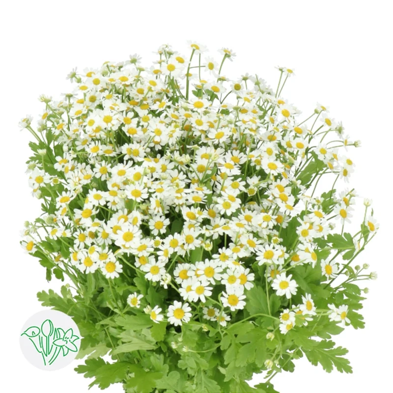 Loài hoa Cúc Họa Mi ai cũng phải say đắm