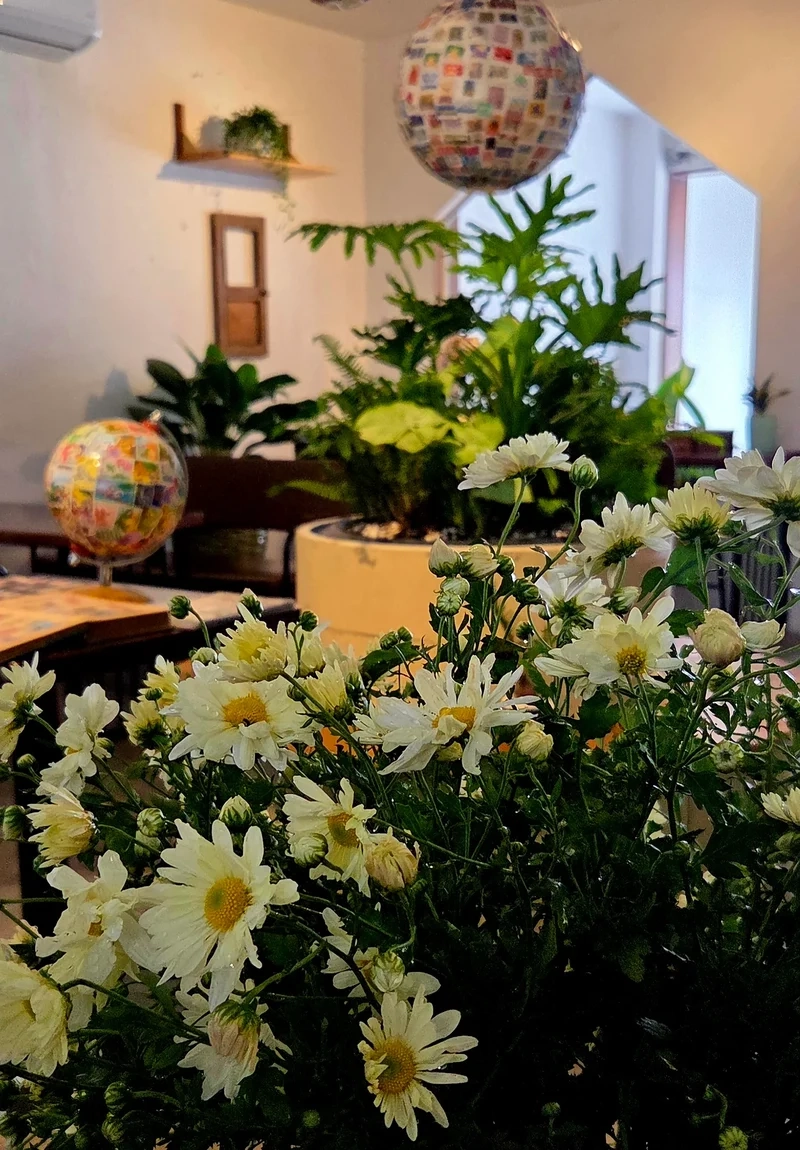 Thêm sức sống cho không gian nhờ hoa cúc họa mi đẹp