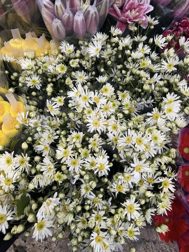 Trang trí phòng nổi bật với hoa cúc họa mi ảnh trang trí