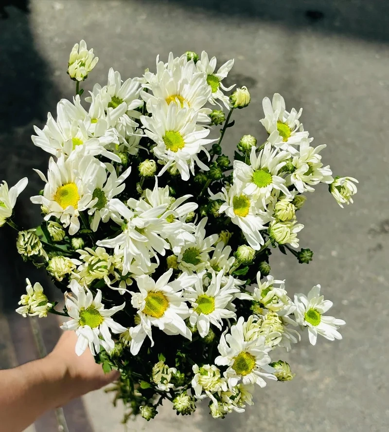 Nghệ thuật mini hoàn hảo với hoa cúc họa mi ảnh nghệ thuật