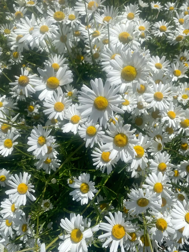 Nền tự nhiên thêm tươi sáng với hoa cúc họa mi nền tự nhiên