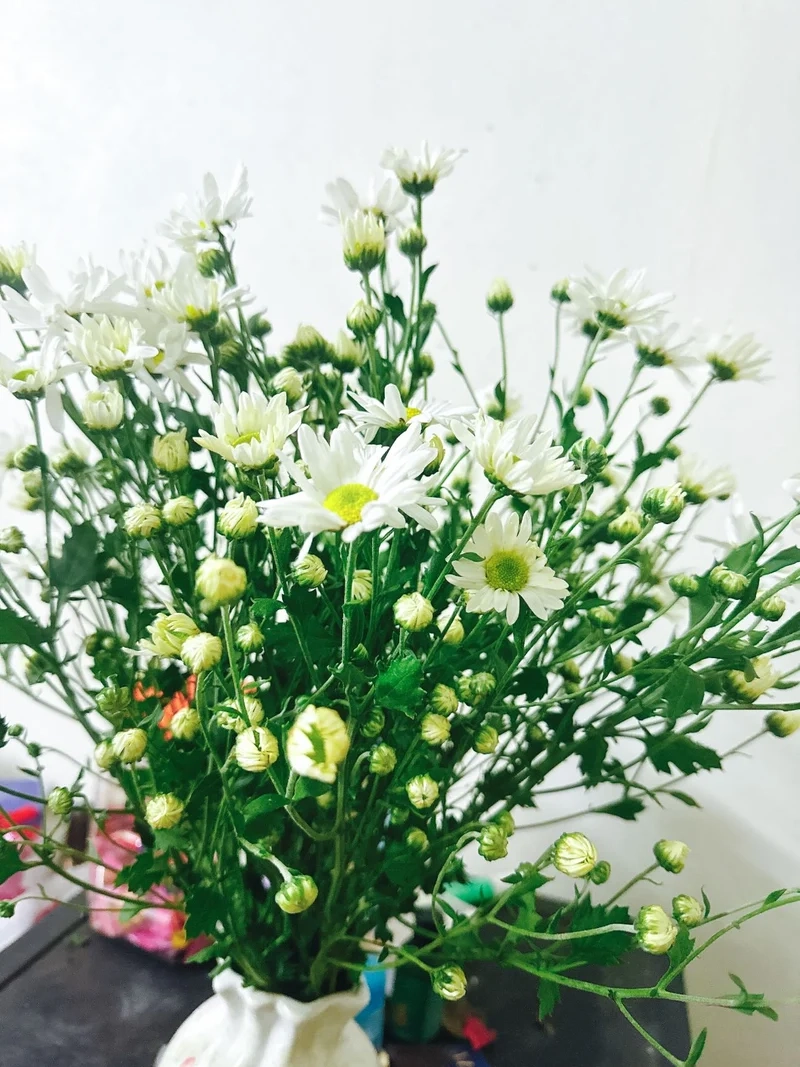 Cận cảnh từng cánh hoa nhờ hoa cúc họa mi chụp cận cảnh