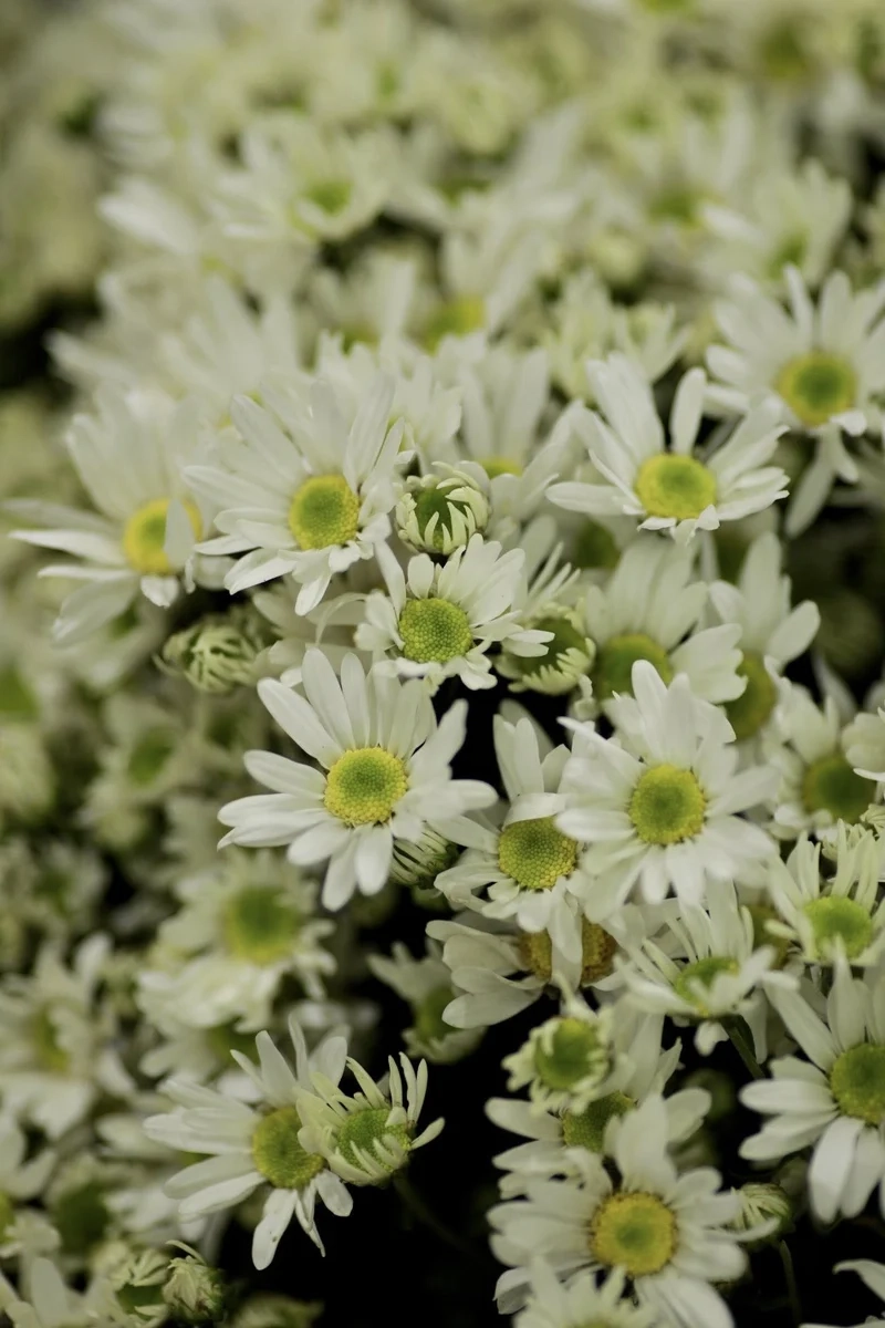 Trang trí bàn làm việc tinh tế với hoa cúc họa mi trang trí