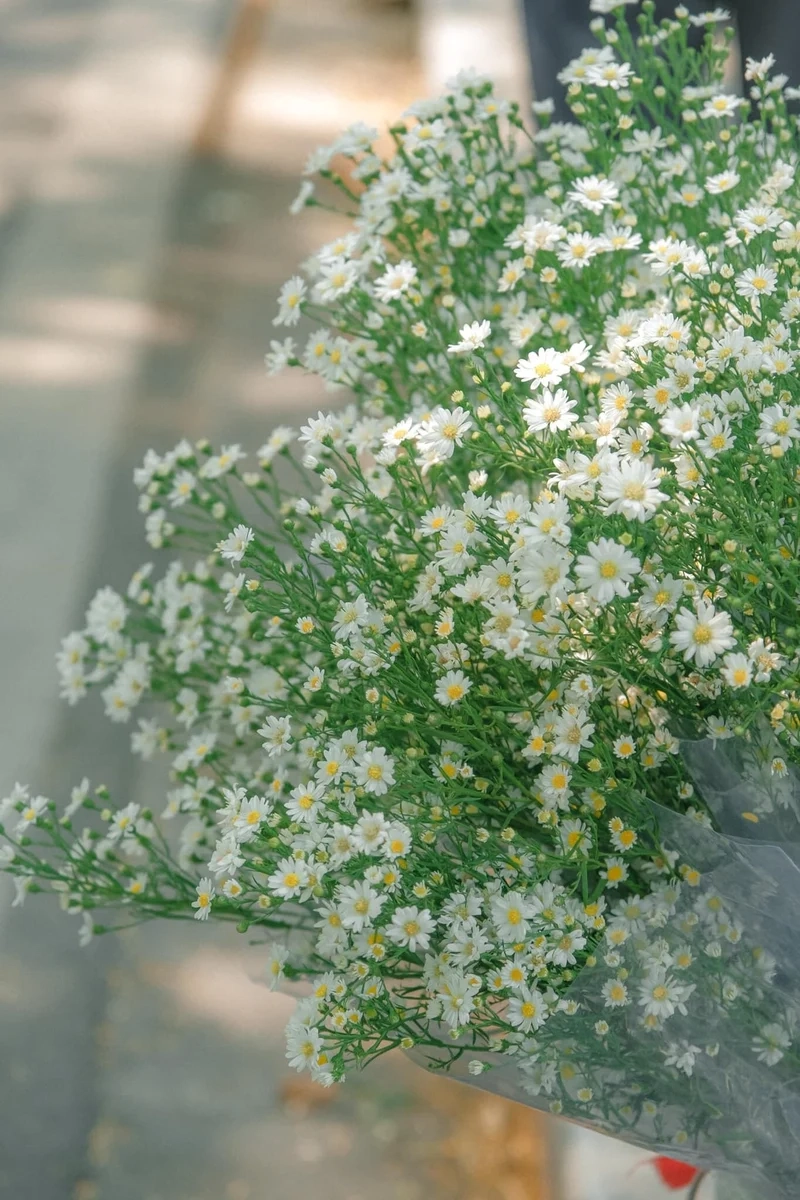 Mẫu mini xinh xắn từ mẫu Cúc Họa Mi trang trí