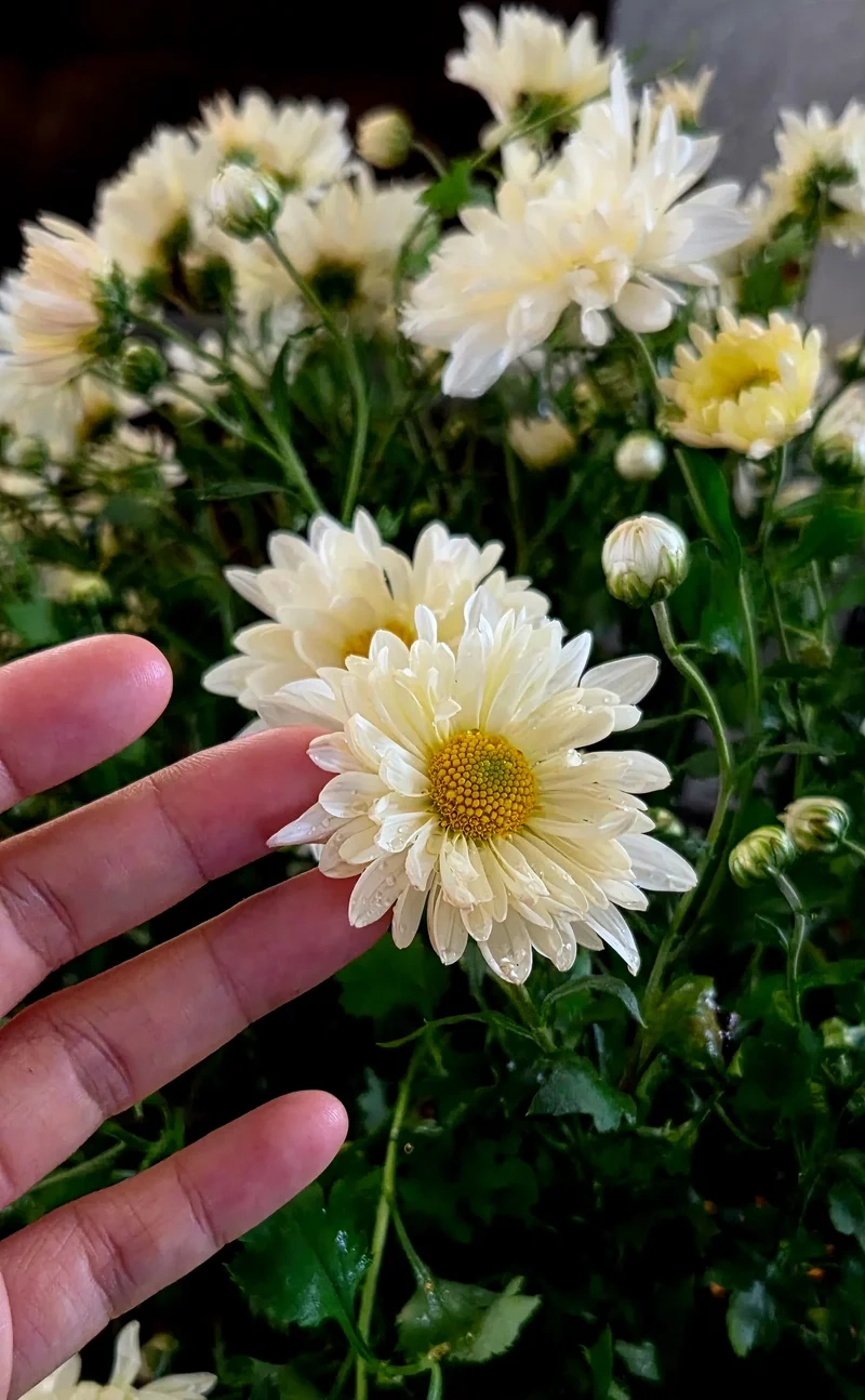 Vintage tinh tế cùng hoa cúc họa mi phong cách vintage