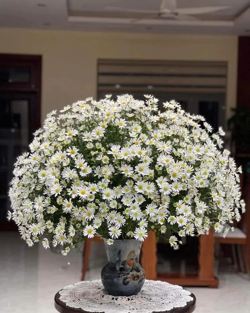 Ánh sáng tự nhiên làm nổi bật hoa cúc họa mi ánh sáng tự nhiên