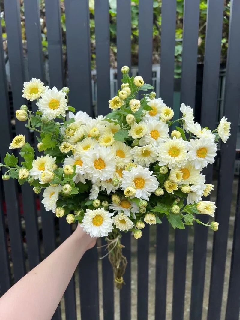 Hoa tươi tràn ngập góc nhà với hoa cúc họa mi hoa tươi