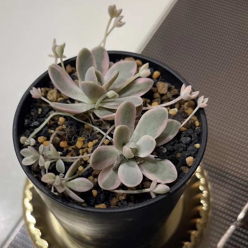 Không gian thêm đáng yêu nhờ sen đá dù cây nhỏ xinh