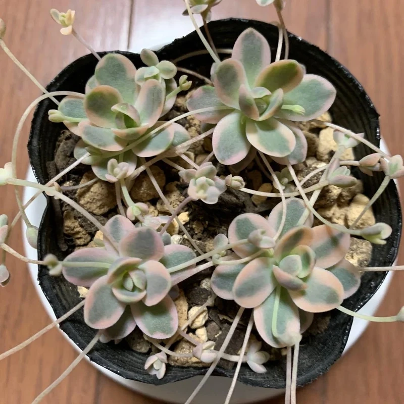 Bàn làm việc thêm tươi mới với sen đá dù trong nhà