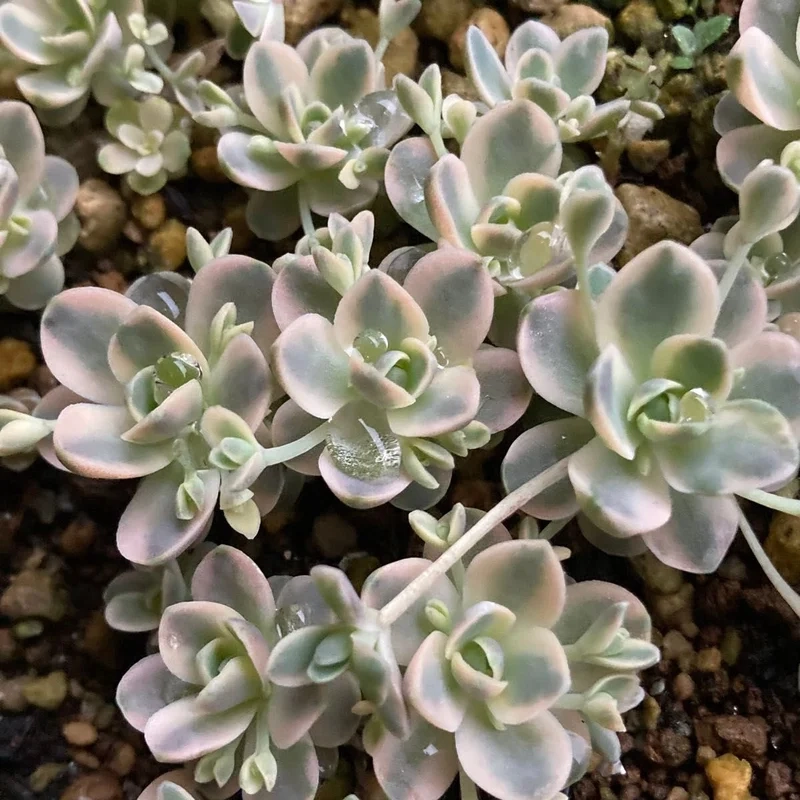 Ngắm bộ sưu tập sen đá dù ảnh đẹp ấn tượng