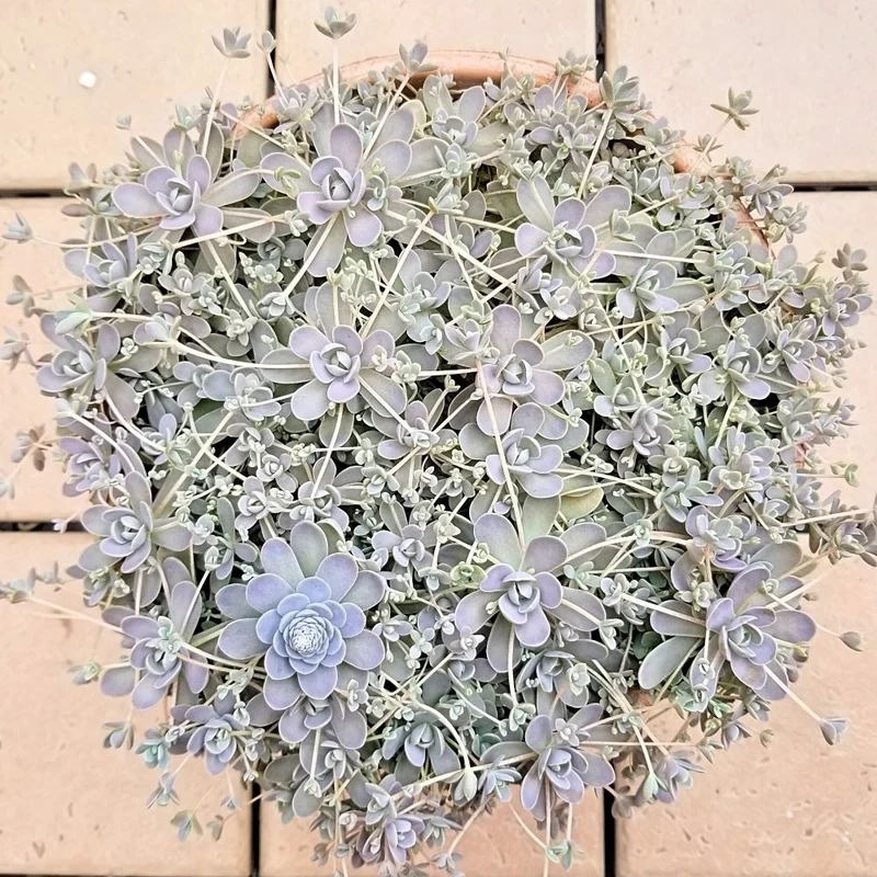 Góc xanh thư giãn cùng sen đá dù cây cảnh