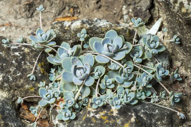 Chậu nhỏ xinh xắn nhờ sen đá dù chậu nhỏ