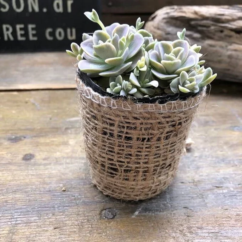 Chi tiết sắc nét nhờ sen đá dù ảnh full hd