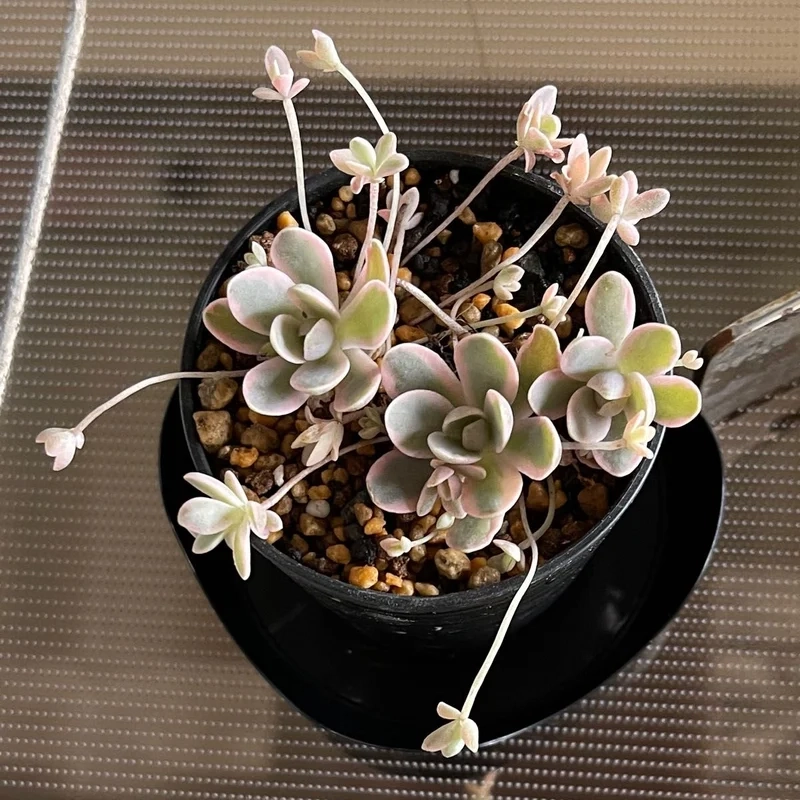 Tối giản và tinh tế cùng sen đá dù phong cách tối giản