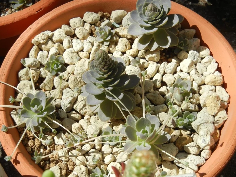 Cận cảnh từng chi tiết với sen đá dù ảnh cận cảnh