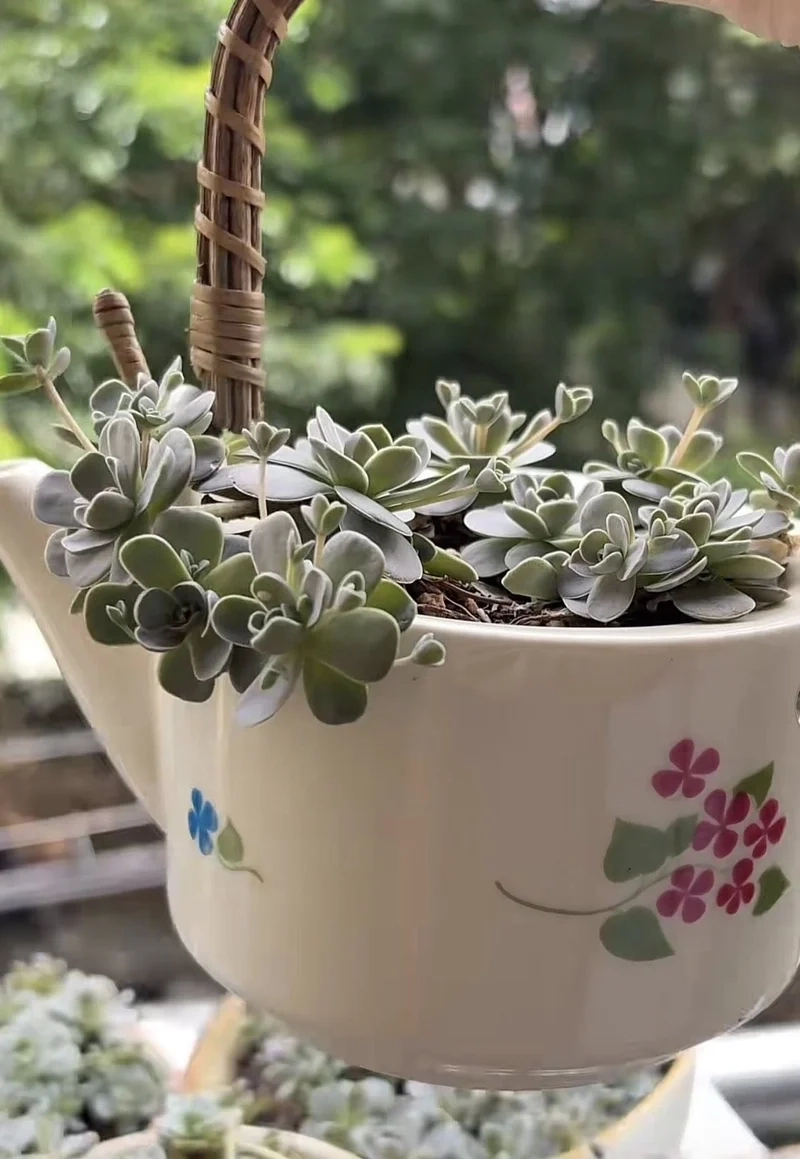 Trang trí góc nhà nổi bật với sen đá dù ảnh trang trí