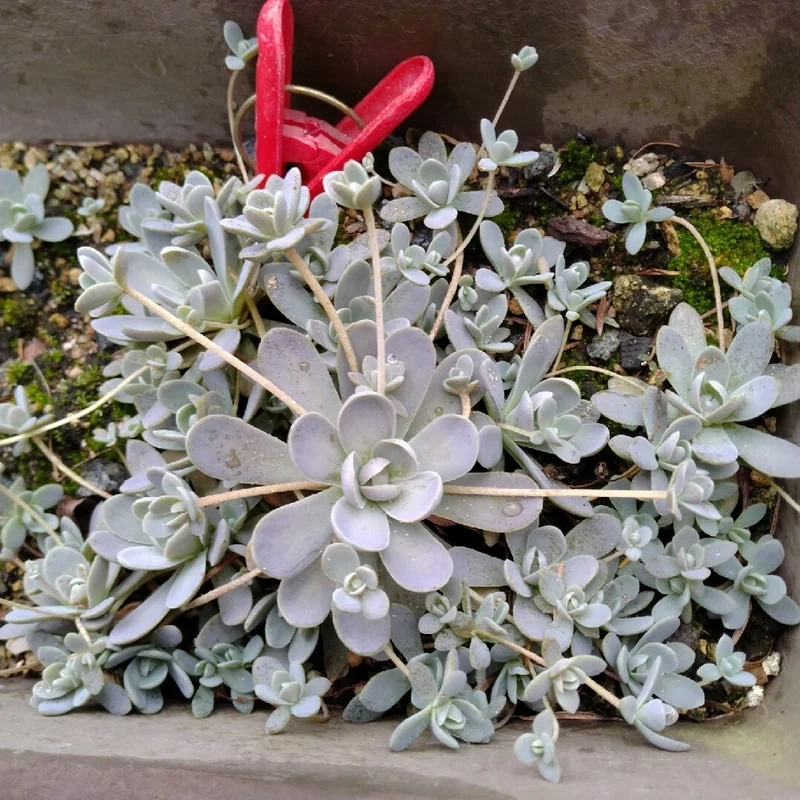 Trồng chậu tiện lợi nhờ sen đá dù trồng chậu