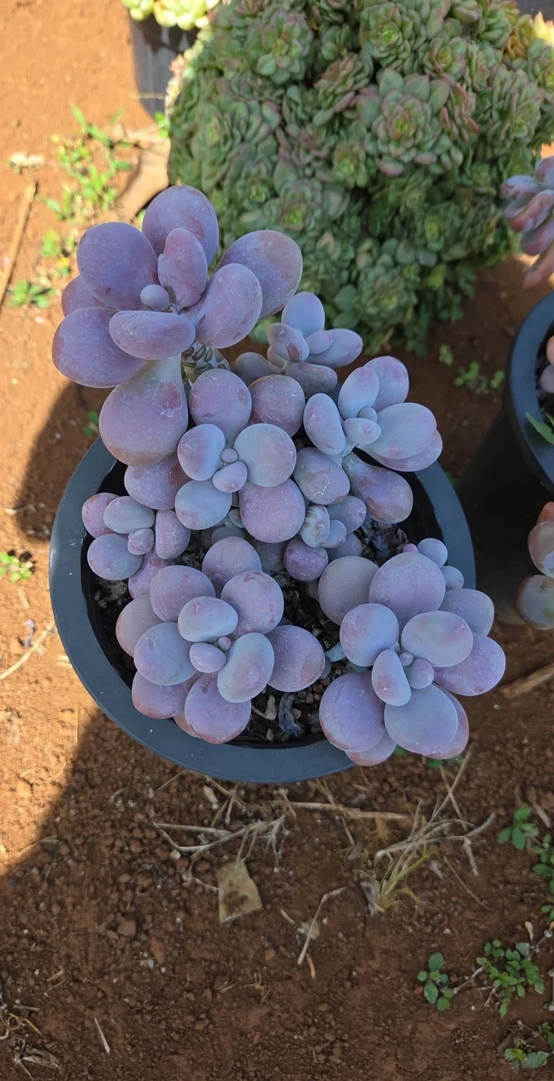 Nhỏ mà đáng yêu sen đá sỏi hồng mini