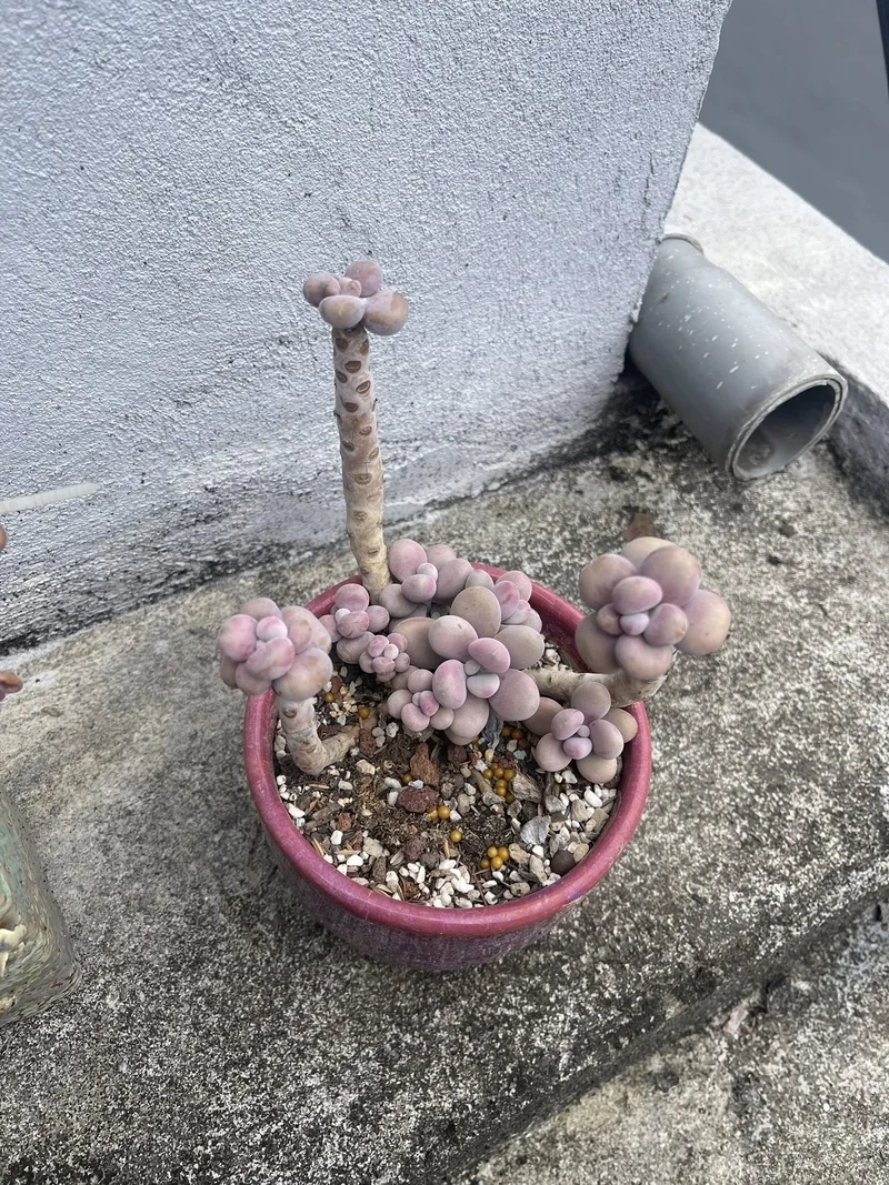 Trang trí tinh tế sen đá sỏi hồng trang trí