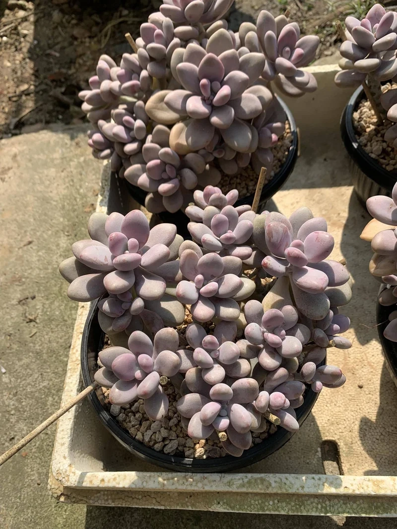 Chậu xinh xắn cho bàn làm việc sen đá sỏi hồng chậu nhỏ