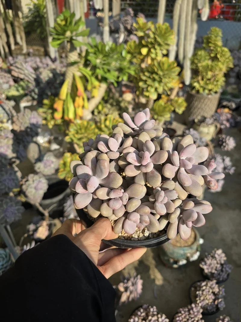 Ánh sáng tự nhiên rực rỡ sen đá sỏi hồng ánh sáng tự nhiên