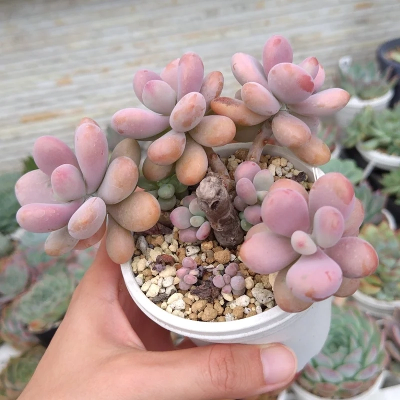 Trồng chậu chuẩn phong cách sen đá sỏi hồng trồng chậu