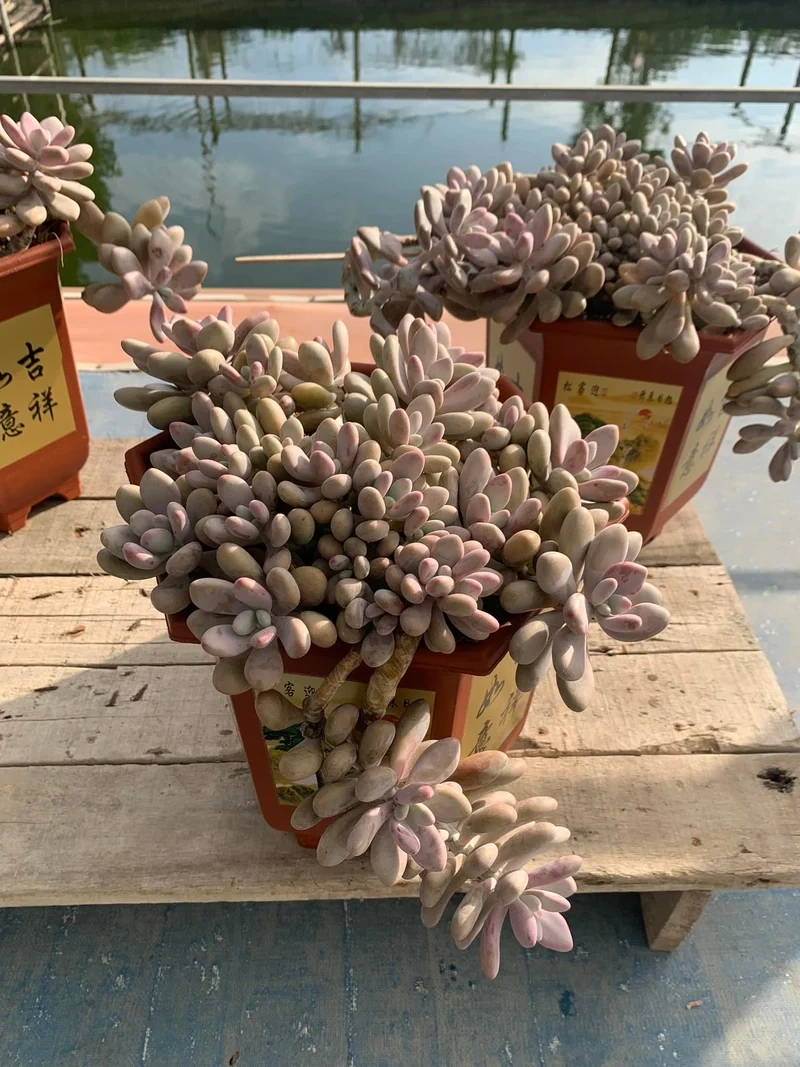 Góc xanh mini sen đá sỏi hồng cây cảnh mini