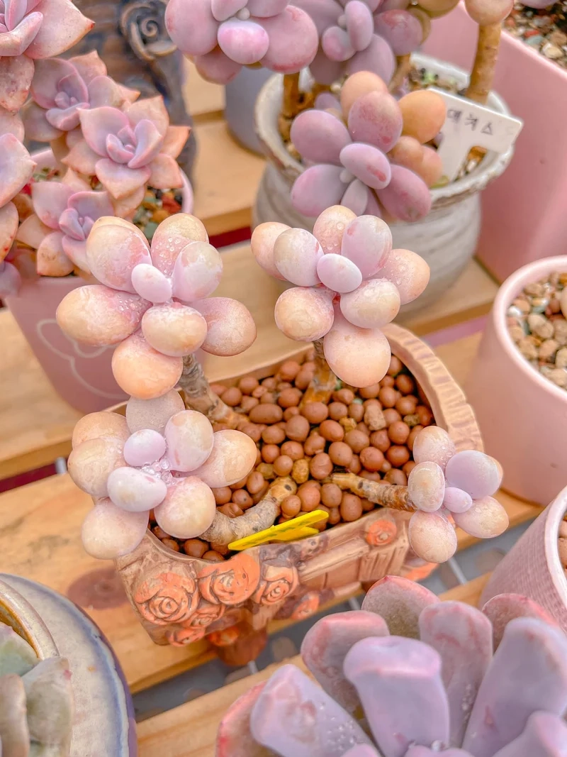 Nhỏ xinh dễ thương sen đá sỏi hồng cây nhỏ xinh