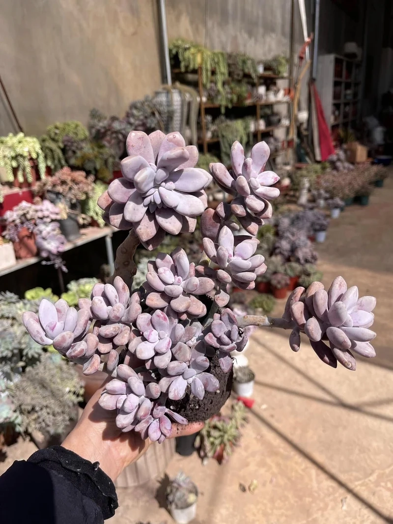 Ý nghĩa của sen đá sỏi hồng cực hay