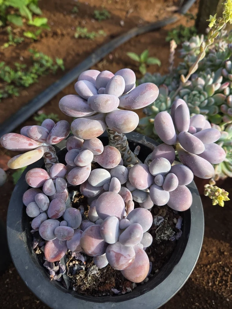 Không gian nhỏ nhưng xanh sen đá sỏi hồng không gian nhỏ