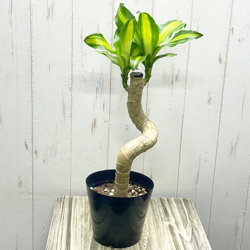 Thực tế sống động thiết mộc lan ảnh thực tế