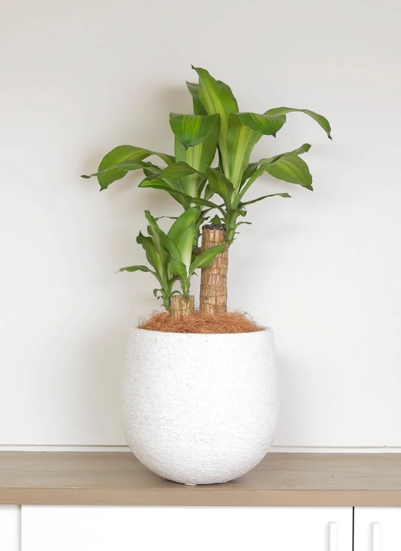 Tràn đầy sức sống thiết mộc lan cây xanh