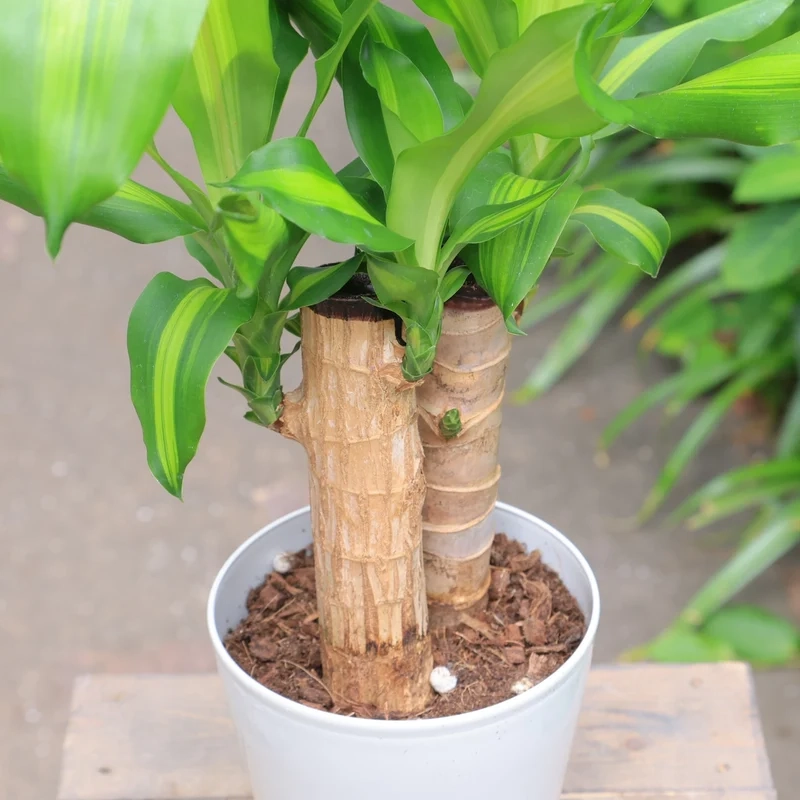 Góc chi tiết thiết mộc lan ảnh cận cảnh