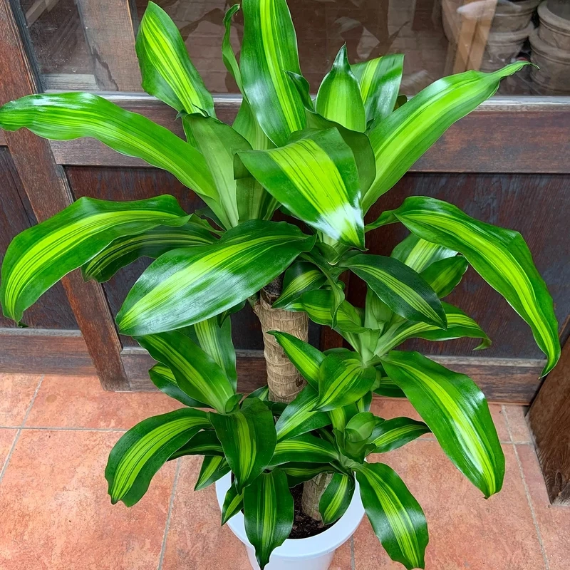 Ý nghĩa của Thiết Mộc Lan mang tài lộc