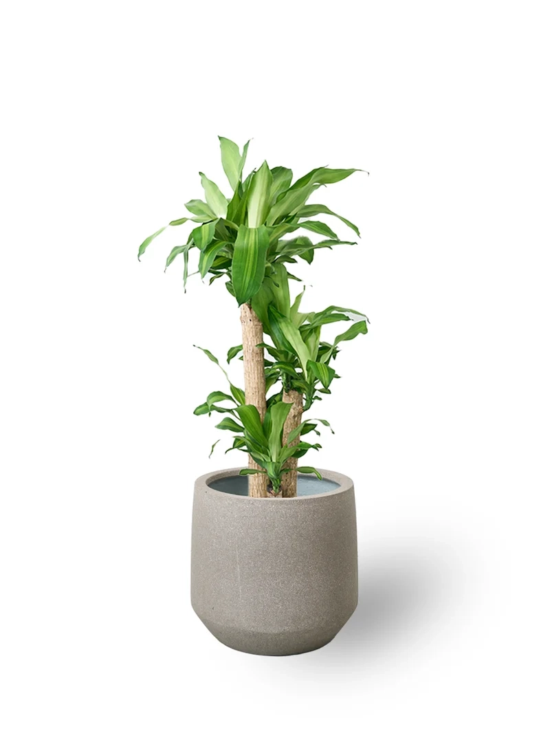 Trồng chậu chuẩn phong cách thiết mộc lan trồng chậu