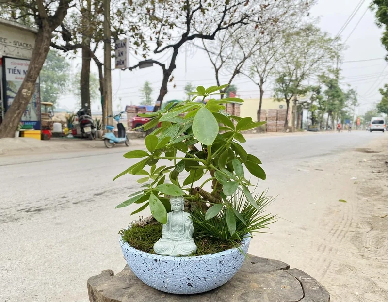 Nổi bật phong cách nhờ tiểu cảnh cây phong thủy trang trí