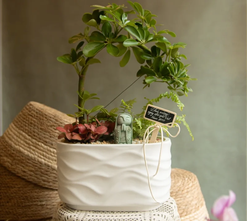 Ngắm bộ sưu tập tiểu cảnh cây phong thủy ảnh đẹp ấn tượng