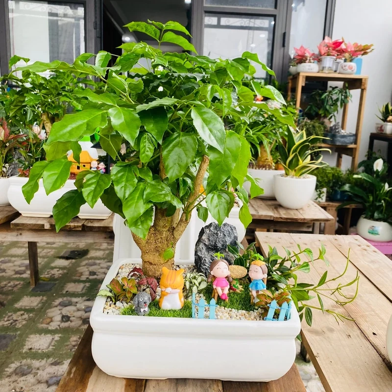 Hình ảnh thực tế từ tiểu cảnh cây phong thủy ảnh thực tế