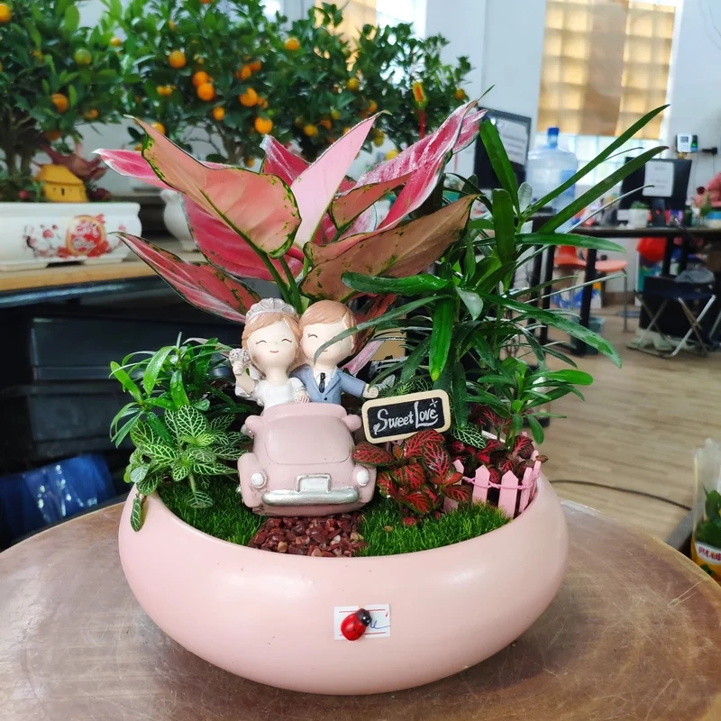 Decor nhà thêm sinh động với tiểu cảnh cây phong thủy decor nhà