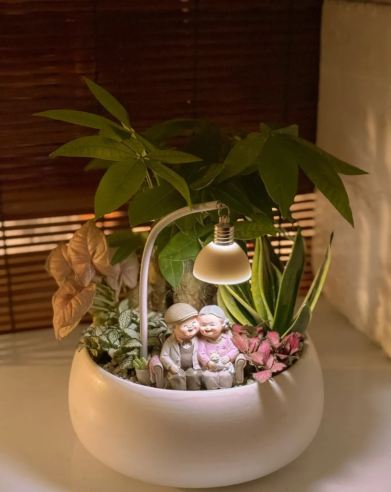 Mát mắt và dễ chịu với tiểu cảnh cây phong thủy xanh mát