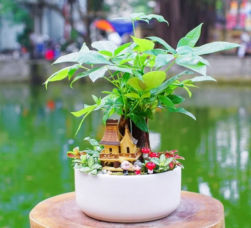 Ý nghĩa tiểu cảnh cây phong thủy quý